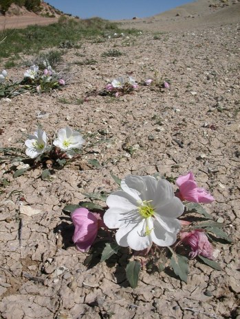 Dwarf evening primrose blooming after Capitol Reef storm