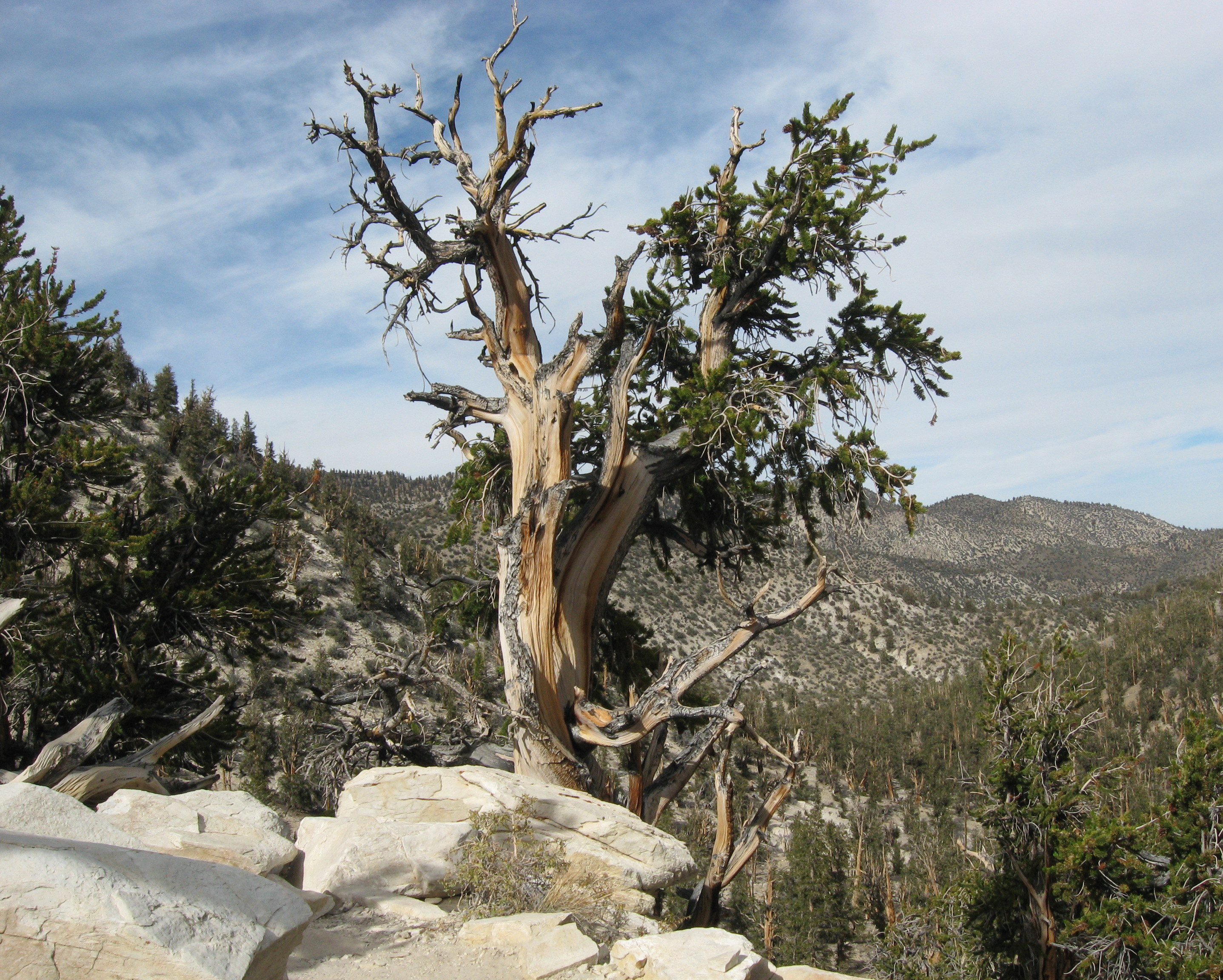 White pine rust blister фото 33