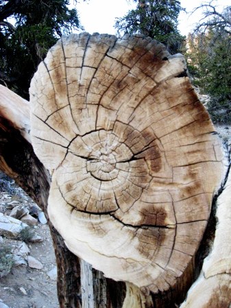Fallen bristlecone that died in 1676 White Mountains 9-2015
