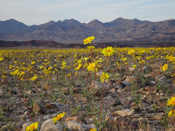 Desert gold landscape 1 Death Valley 2-2016 smaller