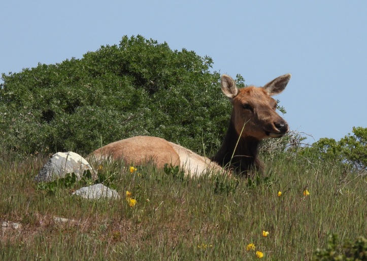 Female elk lying down in a field